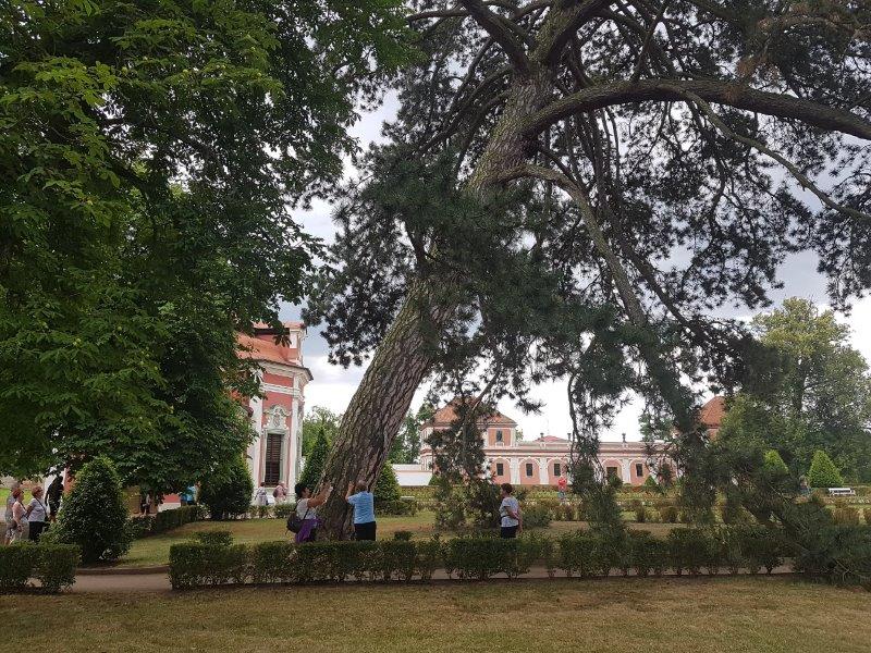 starobylá borovice v parku