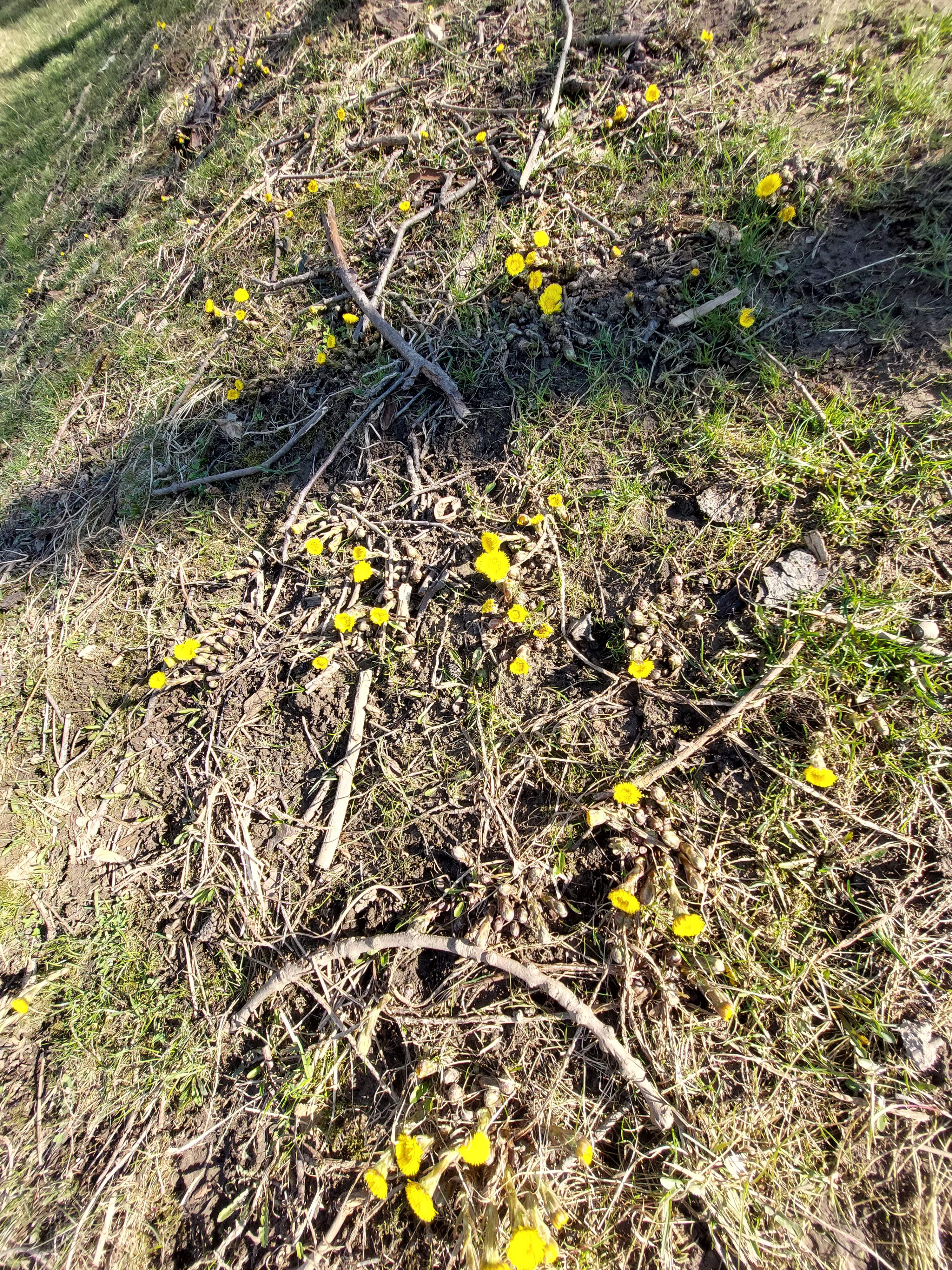 image006