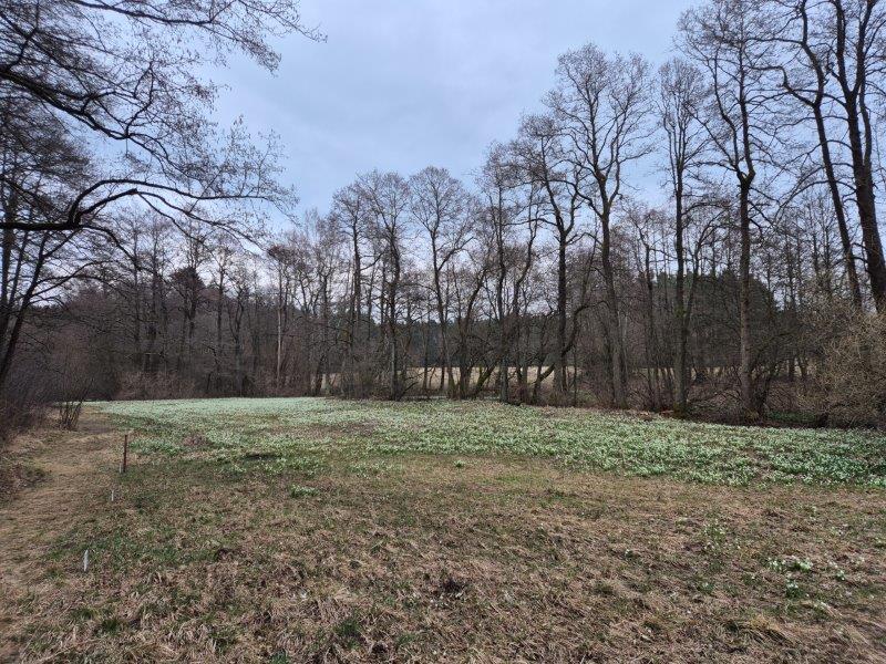 bledule ve Světnovském údolí 