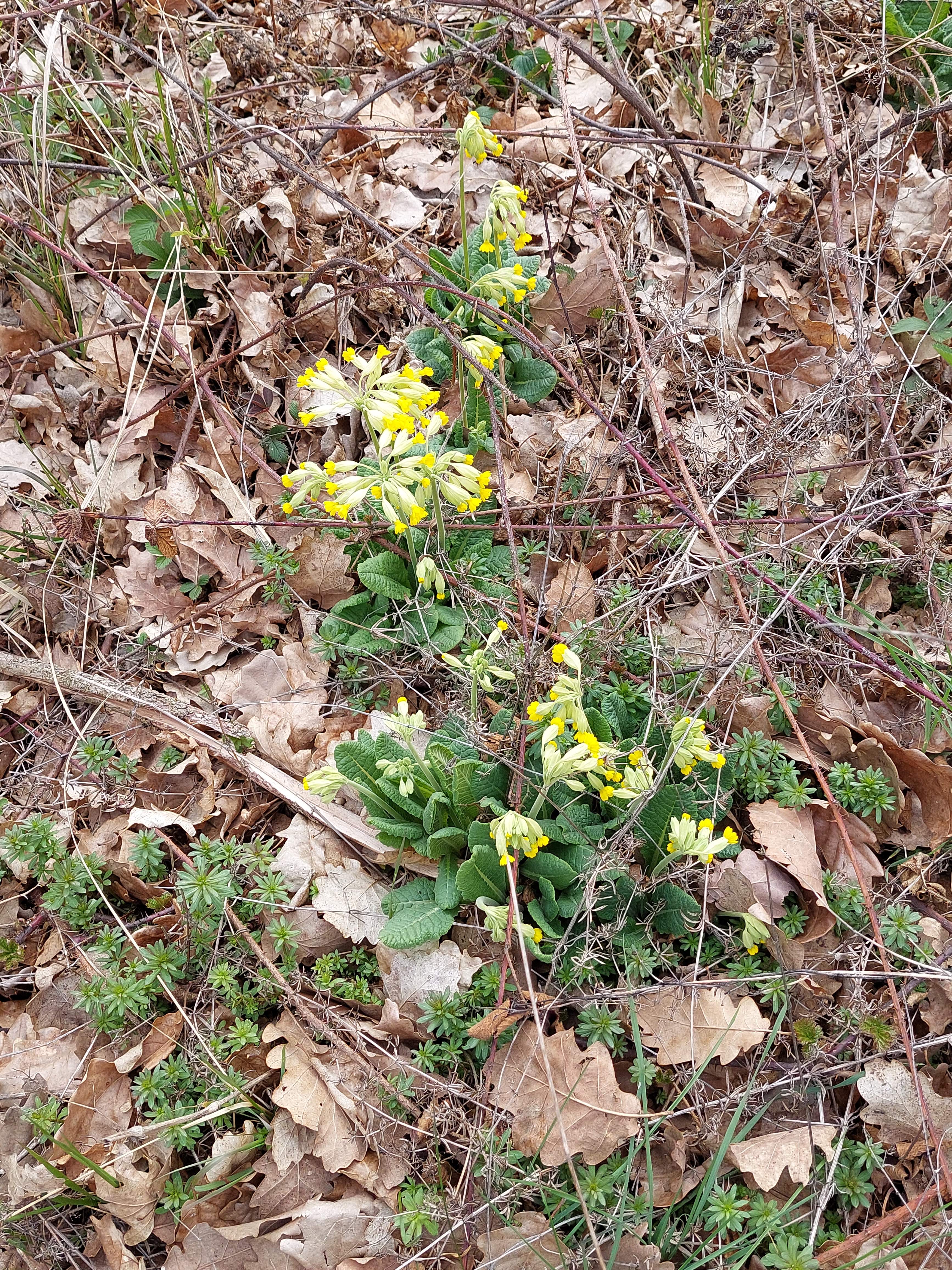image009