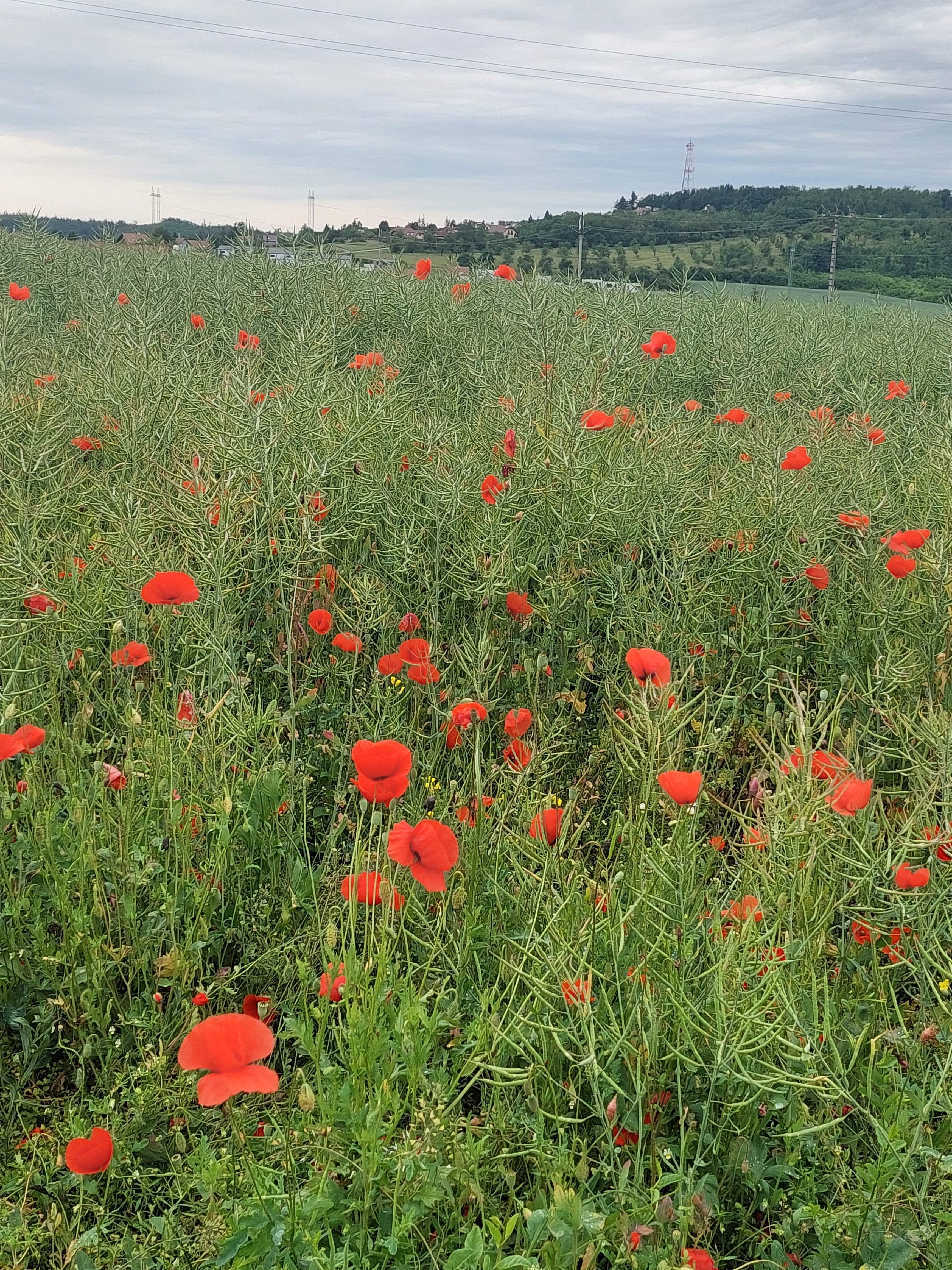 image011