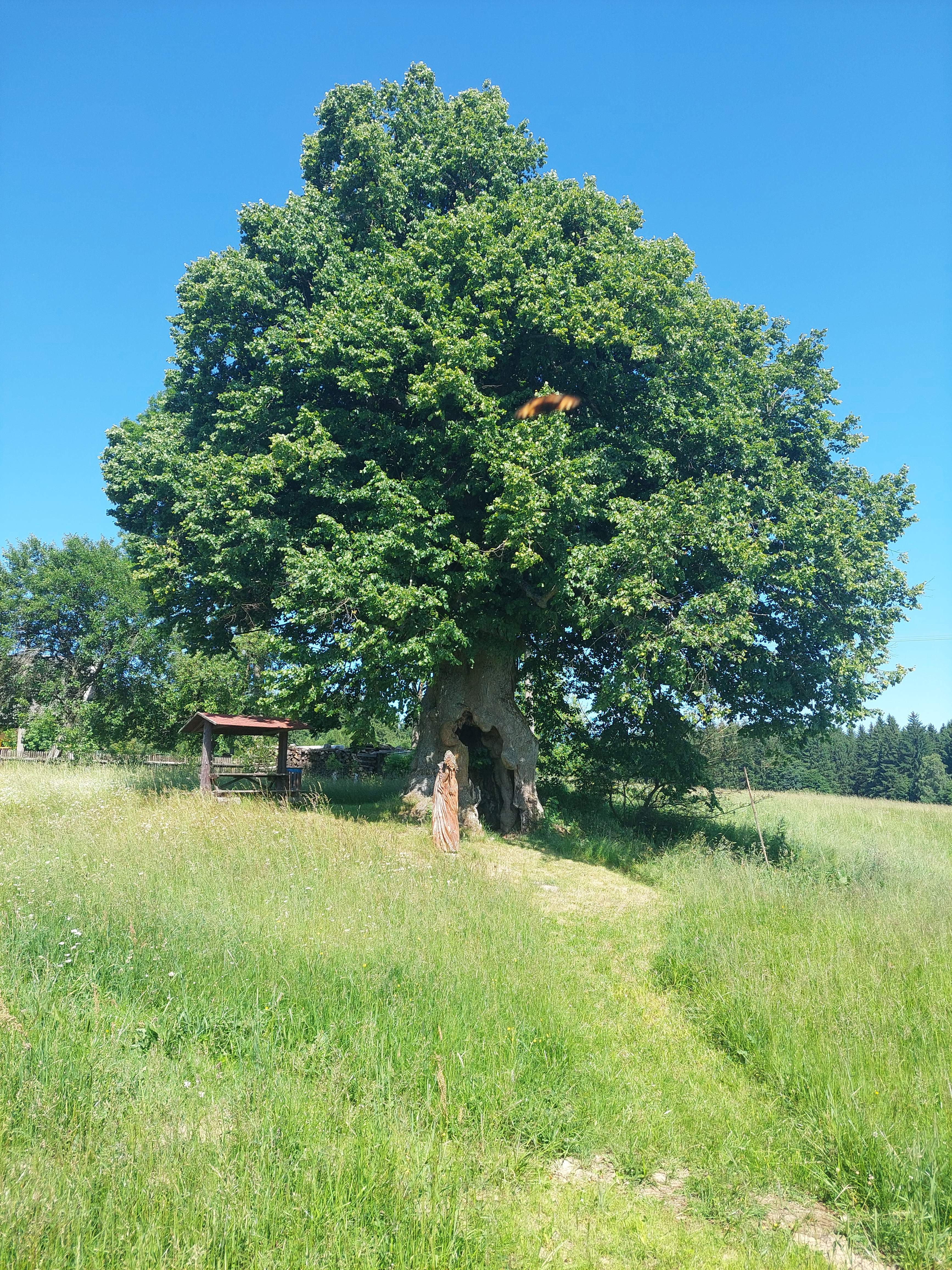 image006