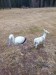 image007