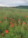 image011